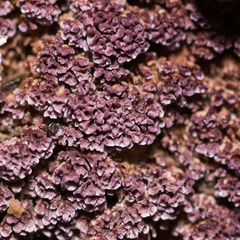 Trichaptum fuscoviolaceum