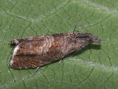 Dichrorampha acuminatana