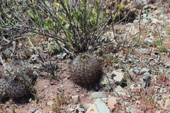 Eriosyce curvispina