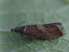 Dichrorampha acuminatana