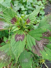 Amaranthus