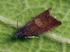 Dichrorampha acuminatana