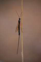 Pimpla rufipes