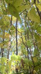 Celtis occidentalis
