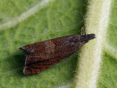 Dichrorampha acuminatana