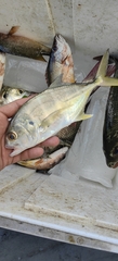 Caranx caninus