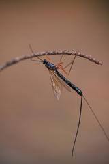 Pimpla rufipes