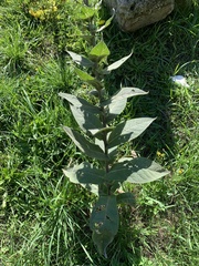 Verbascum densiflorum