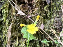 Youngia japonica