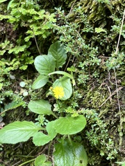 Youngia japonica
