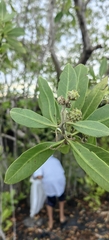 Conocarpus erectus