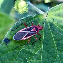 Dysdercus suturellus