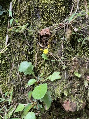 Youngia japonica