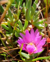 Lampranthus debilis