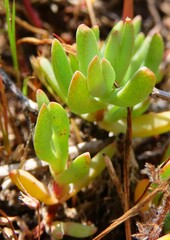Lampranthus debilis
