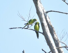 Eupsittula canicularis