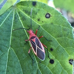 Dysdercus suturellus