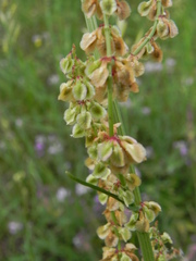 Rumex acetosa