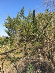 Styphnolobium affine