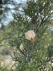 Peucetia viridans