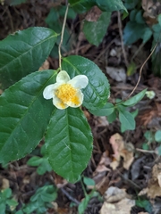 Camellia sinensis