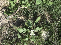 Diplotaxis erucoides