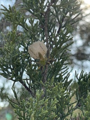 Peucetia viridans