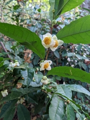 Camellia sinensis