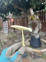 Leucocoprinus