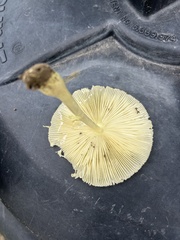 Leucocoprinus