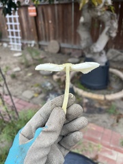 Leucocoprinus