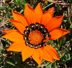 Gazania pectinata