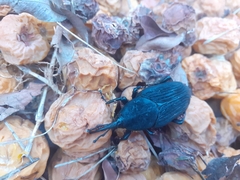 Rhynchophorus palmarum