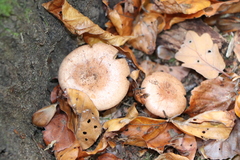 Lactarius quietus