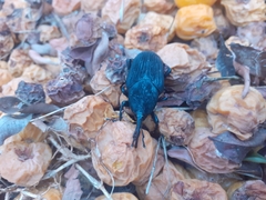 Rhynchophorus palmarum