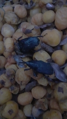 Rhynchophorus palmarum