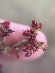 Polygonum aviculare