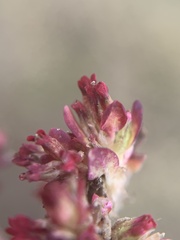 Polygonum aviculare