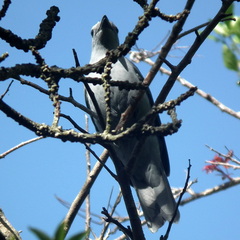 Coracina caesia caesia