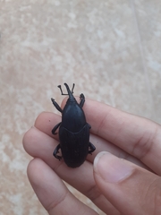 Rhynchophorus palmarum