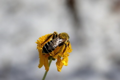 Hesperapis oraria