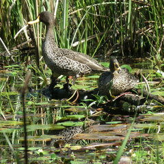 Anas undulata undulata