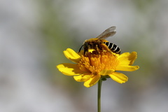 Hesperapis oraria