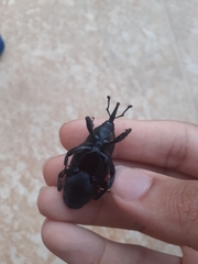 Rhynchophorus palmarum