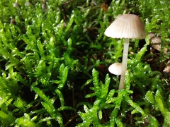 Mycena galericulata