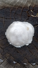 Reticularia