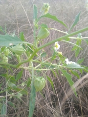 Physalis acutifolia
