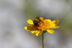 Hesperapis oraria