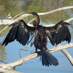 Anhinga rufa rufa