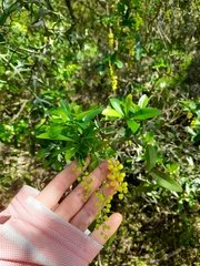 Berberis laurina